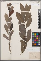 Foto von Salix cinerea L.